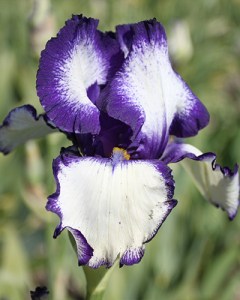 Iris germanica Loop the Loop6